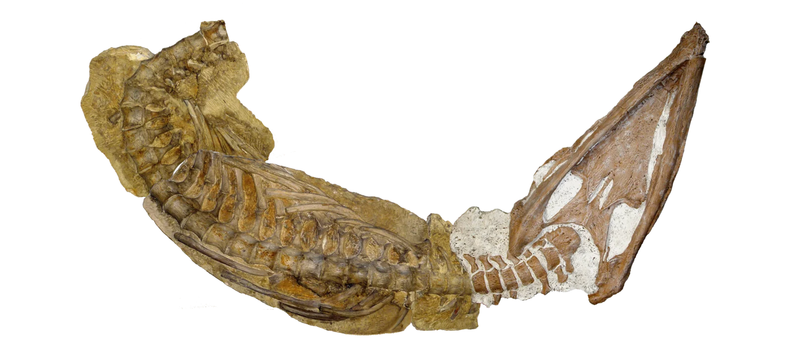 Brachauchenius lucasi