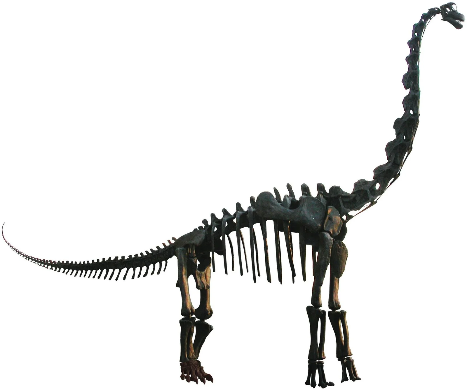 Brachiosaurus altithorax