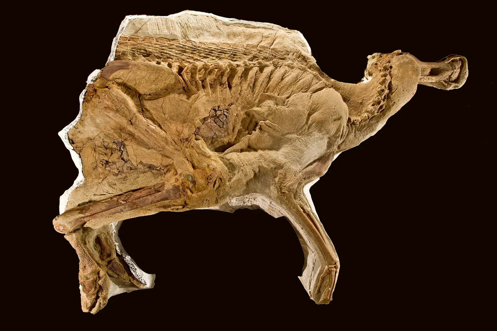 Brachylophosaurus canadensis