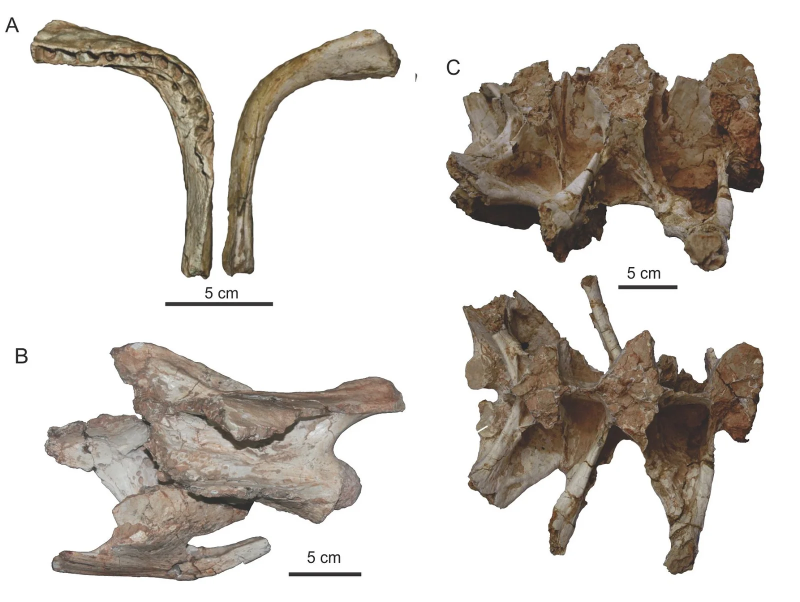 Brasilotitan nemophagus