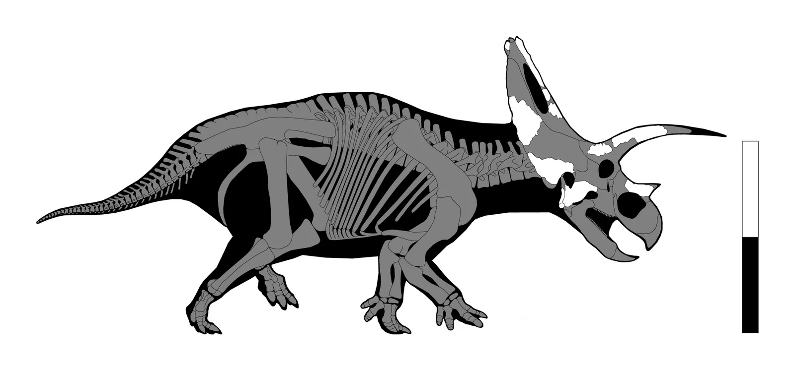 Bravoceratops polyphemus