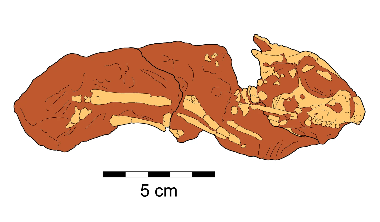 Breviceratops kozlowskii