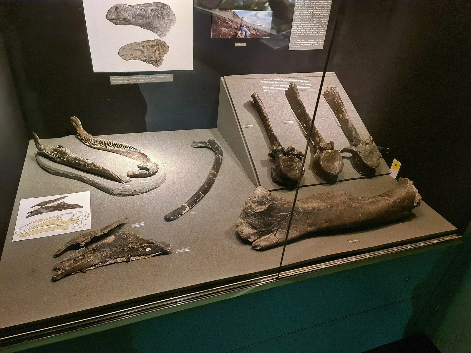 Brighstoneus simmondsi