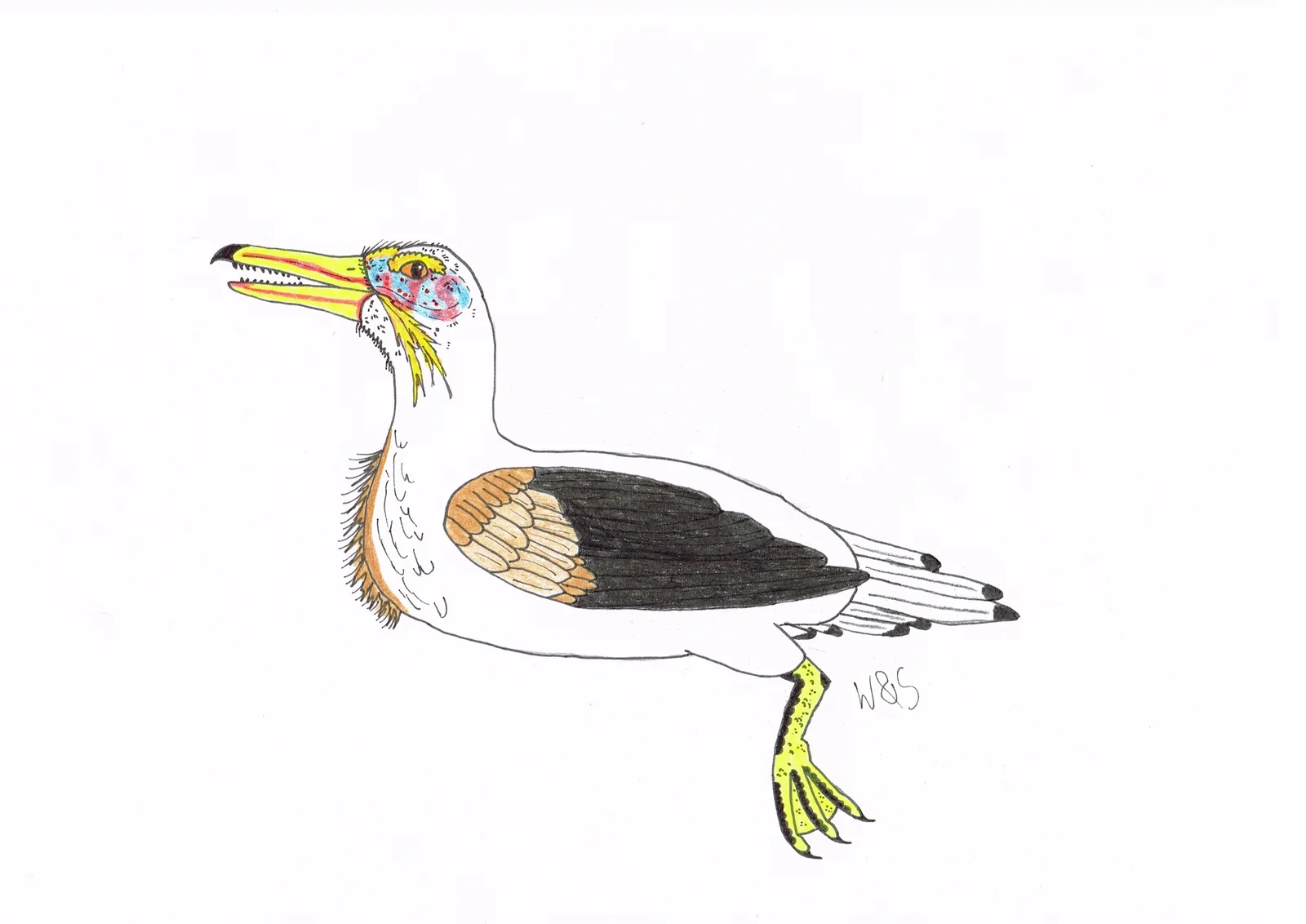 Brodavis mongoliensis