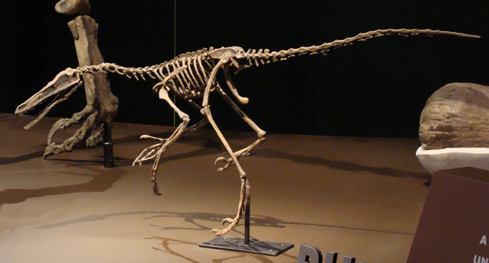 Buitreraptor gonzalezorum