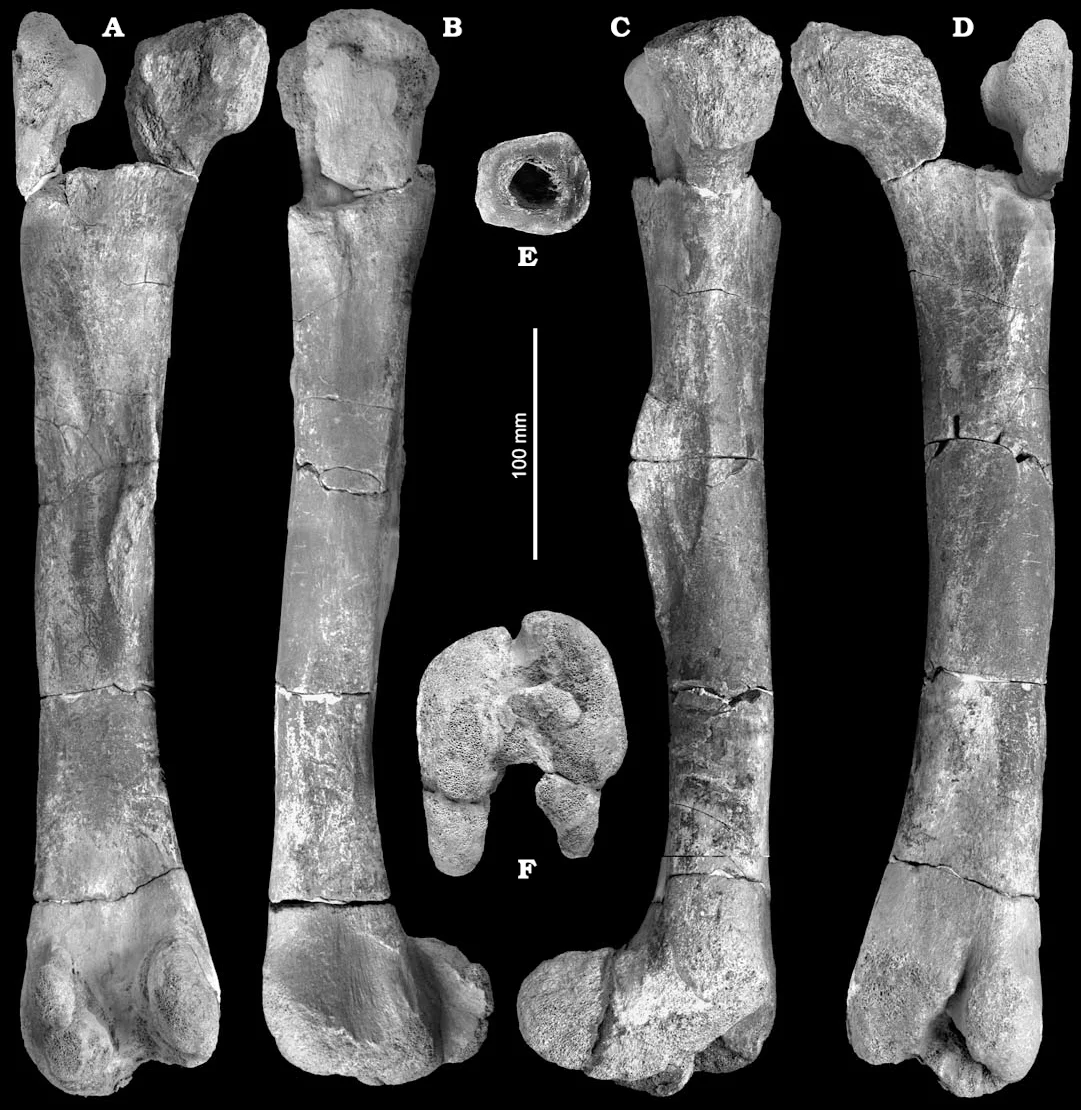 Burianosaurus augustai