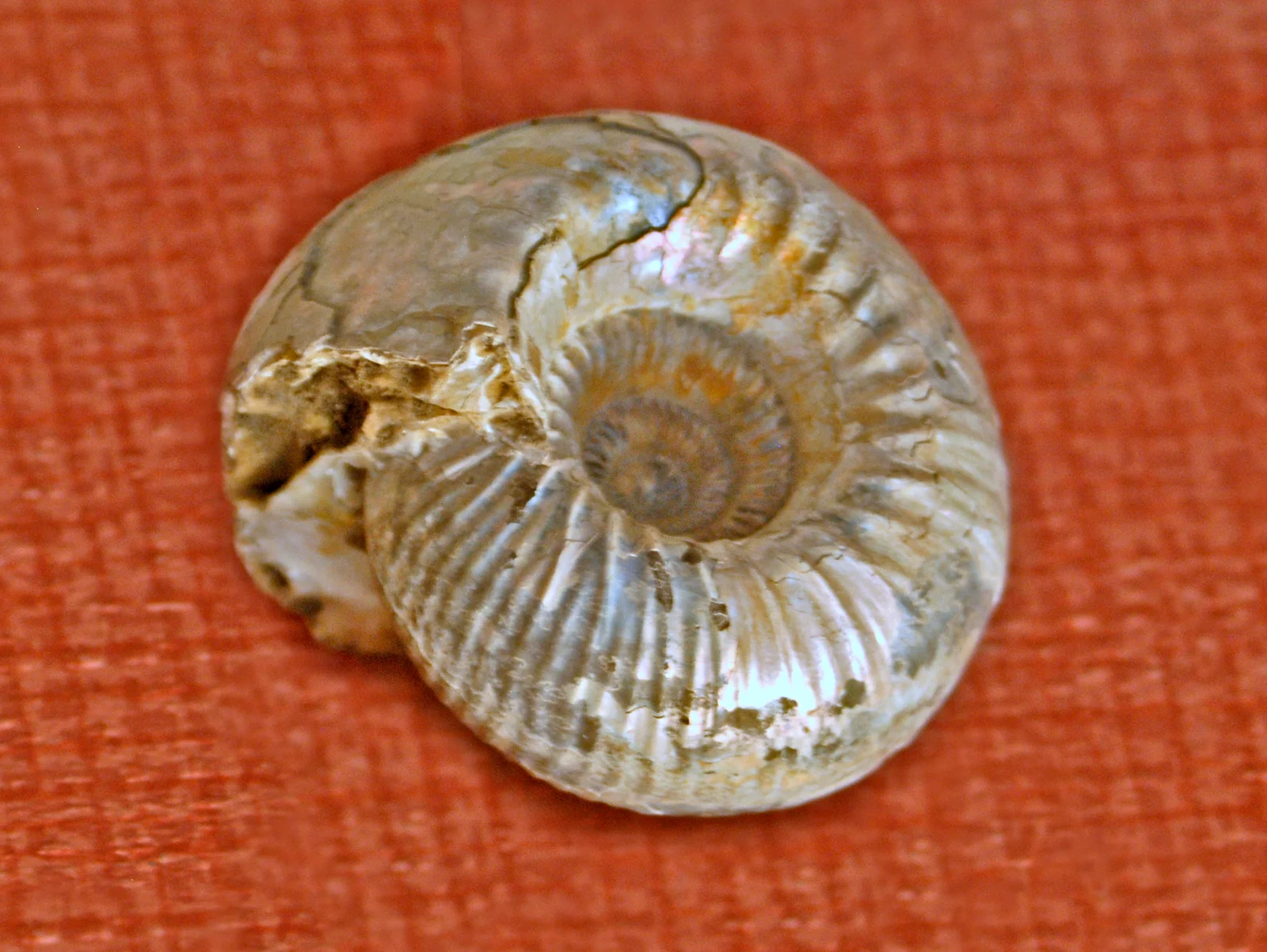 Cadoceras tenuicostatum