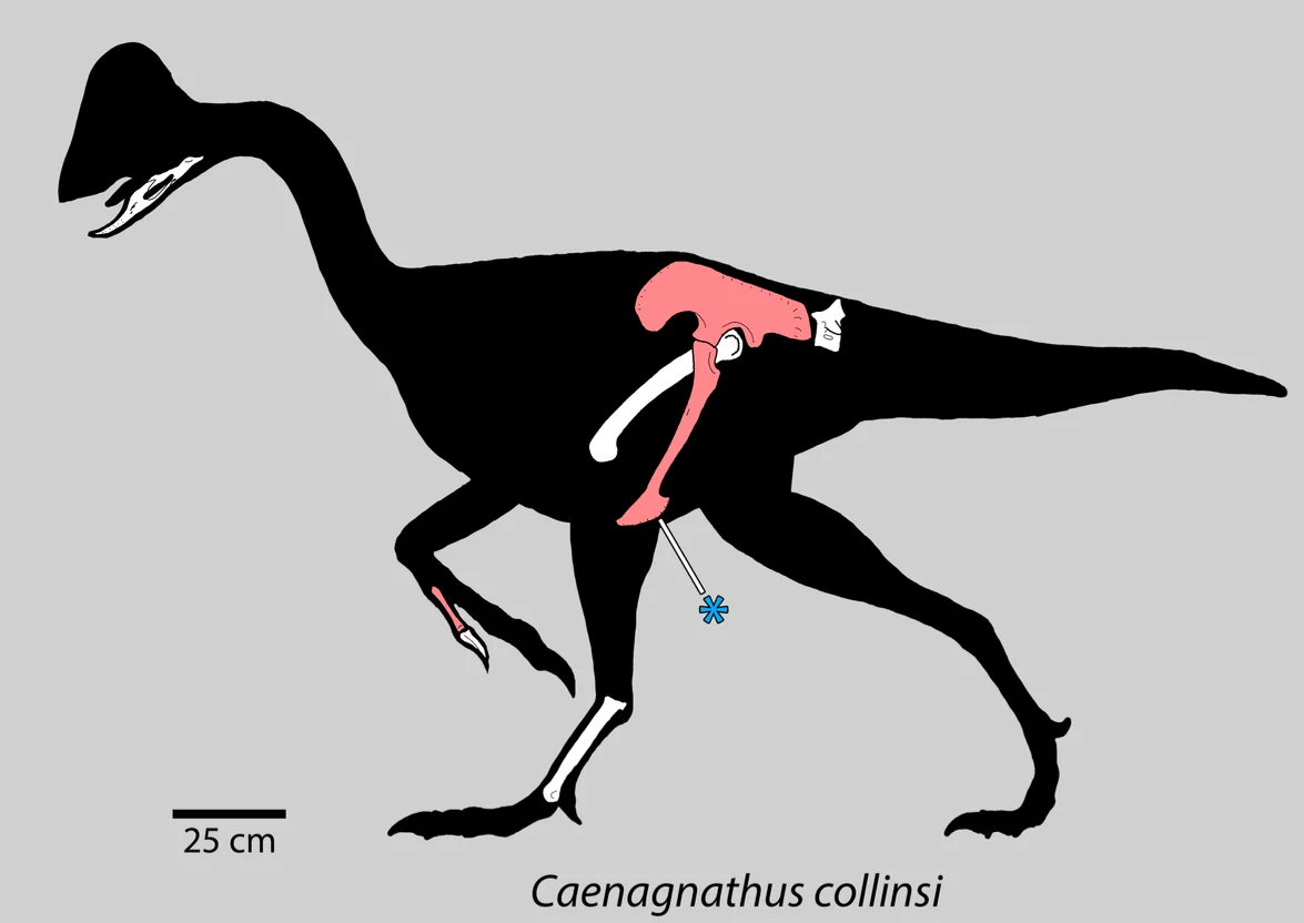 Caenagnathus collinsi