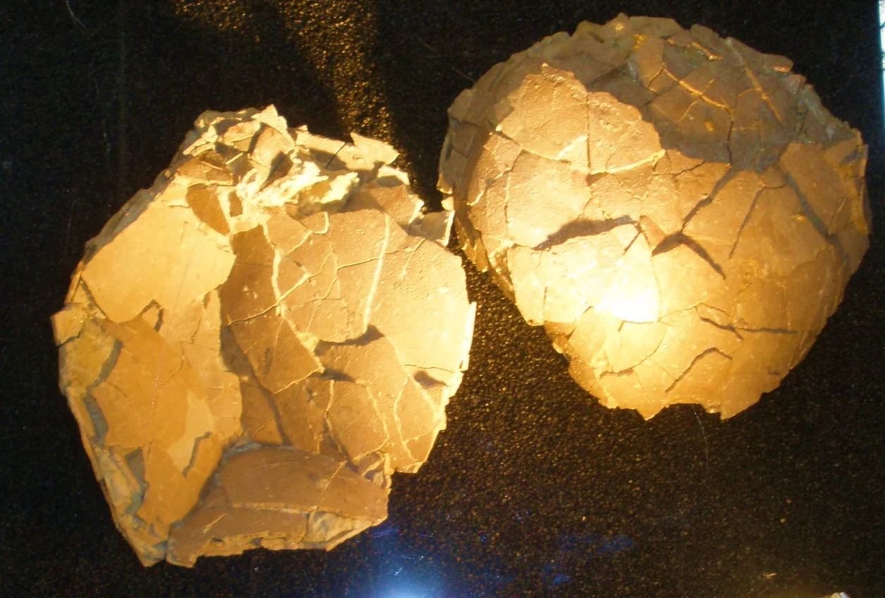 Cairanoolithus dughii