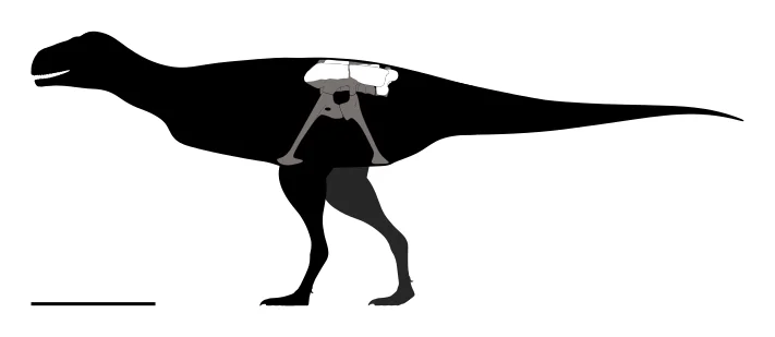 Caletodraco cottardi