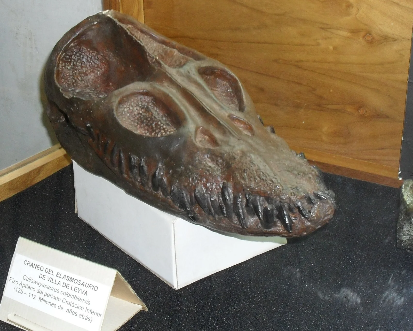 Callawayasaurus colombiensis