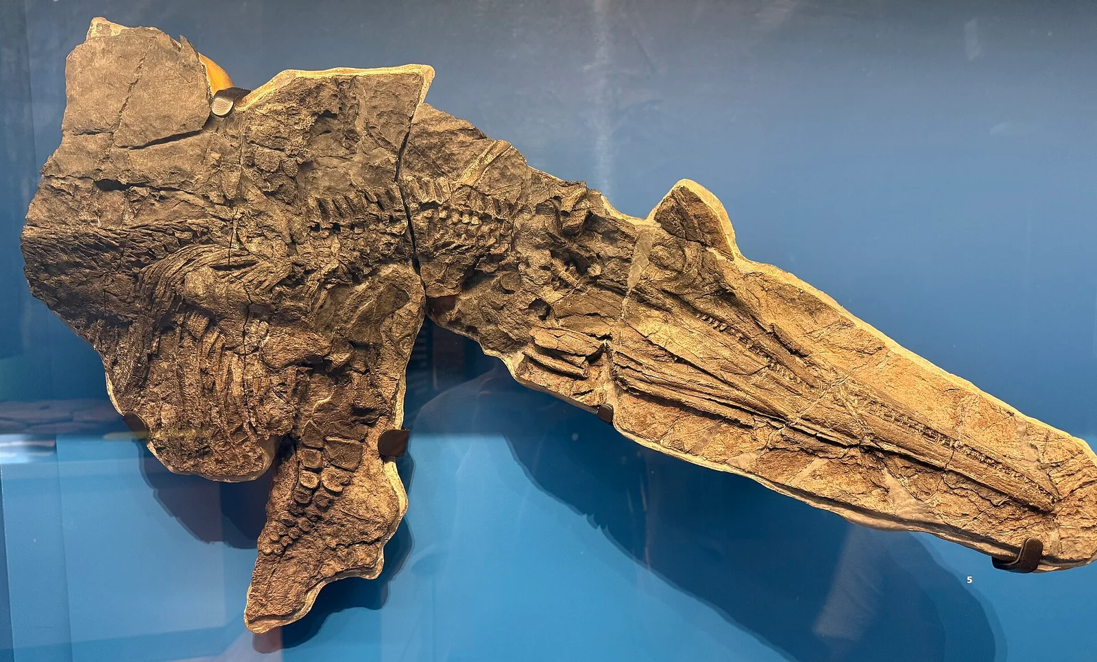 Callawayia neoscapularis