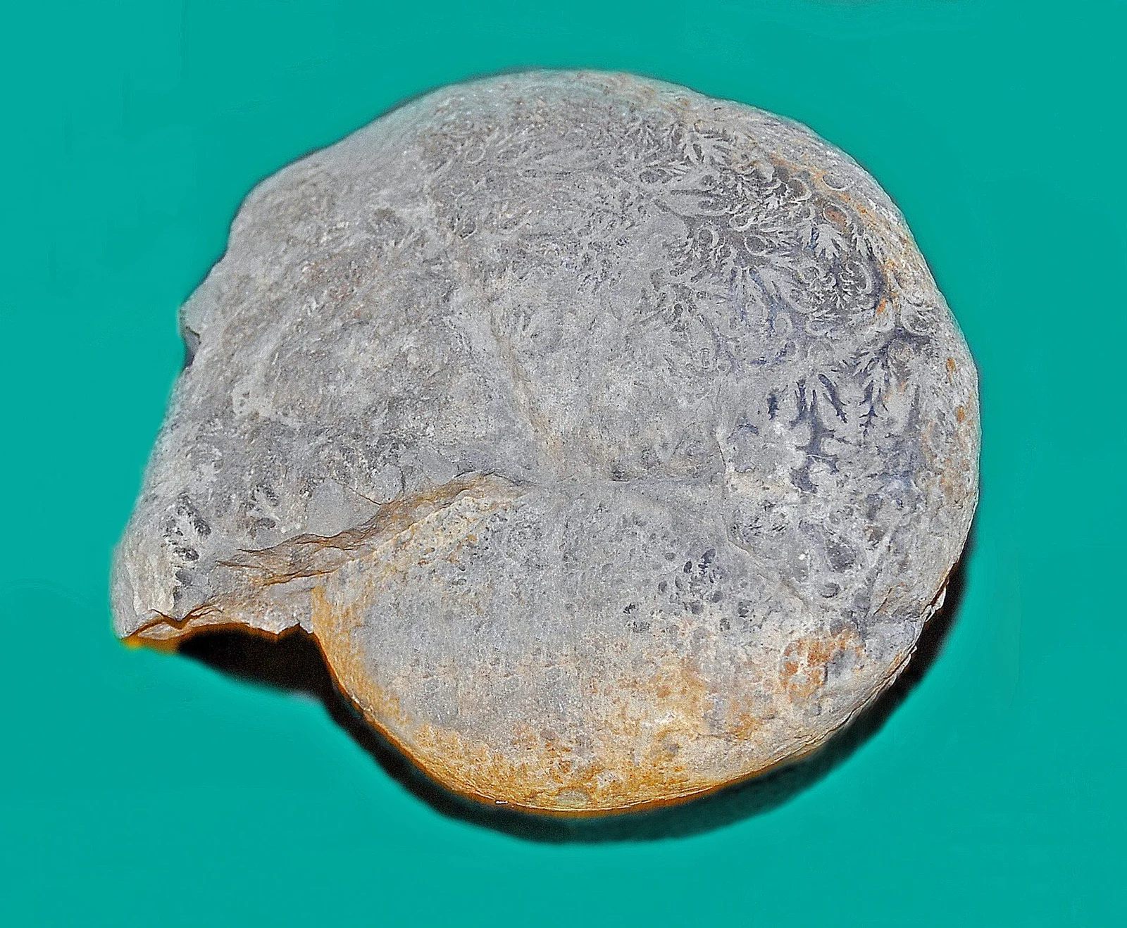 Calliphylloceras freibrocki