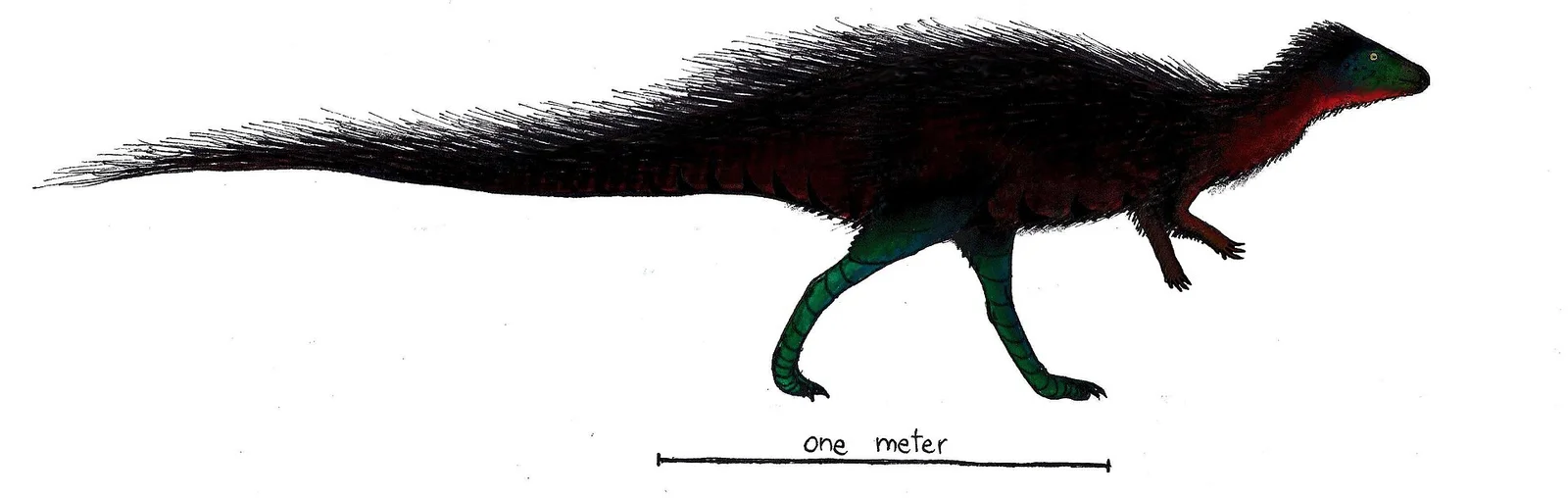 Callovosaurus leedsi