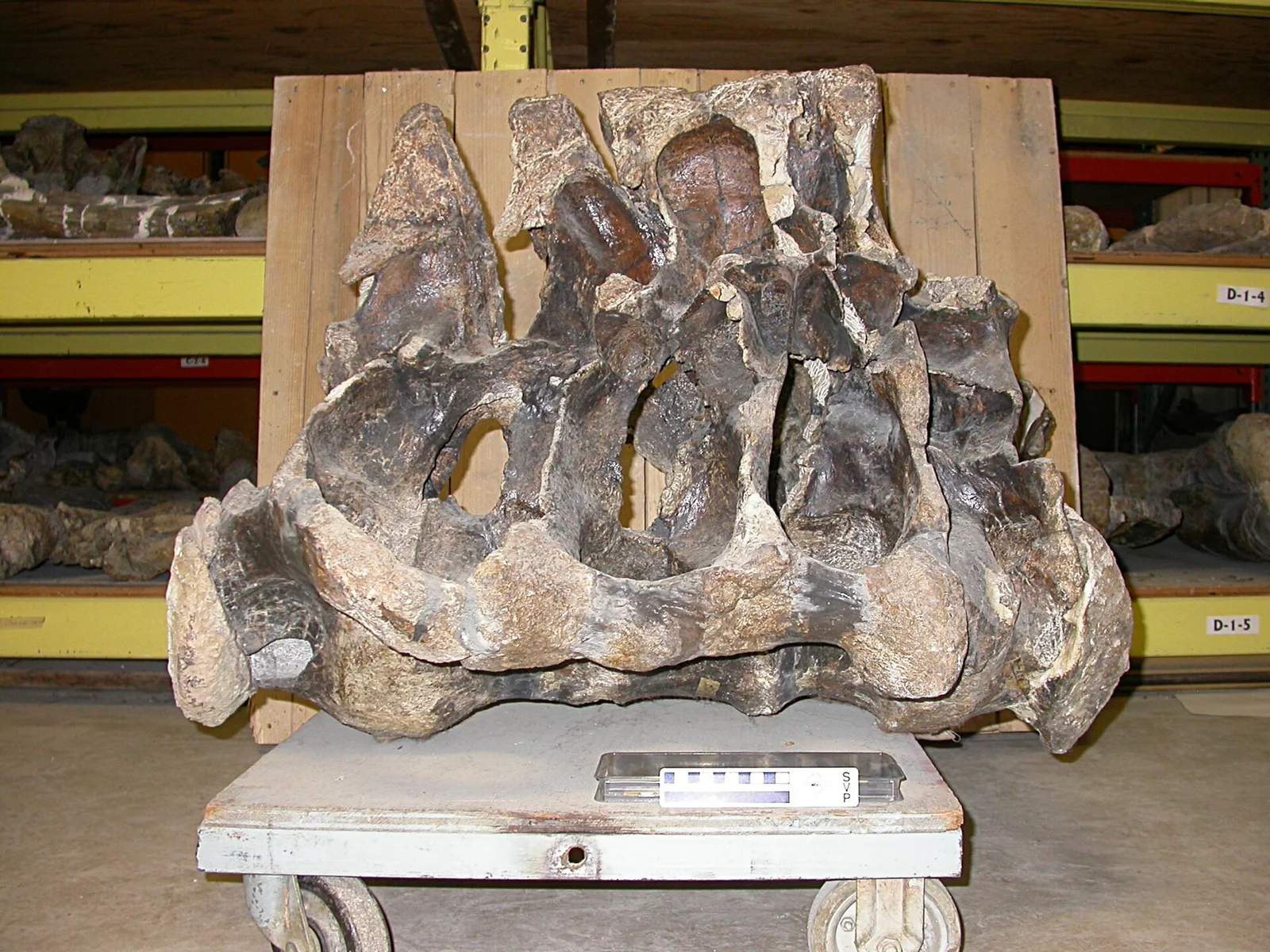 Camarasaurus lewisi