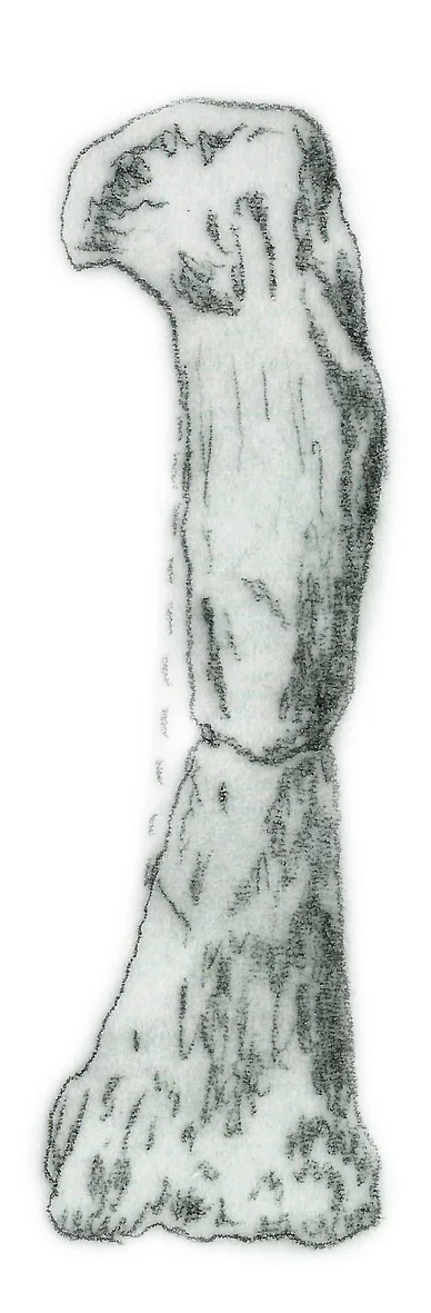 Camelotia borealis