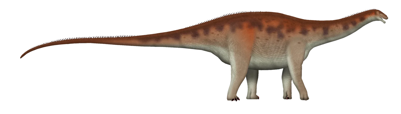 Campananeyen fragilissimus
