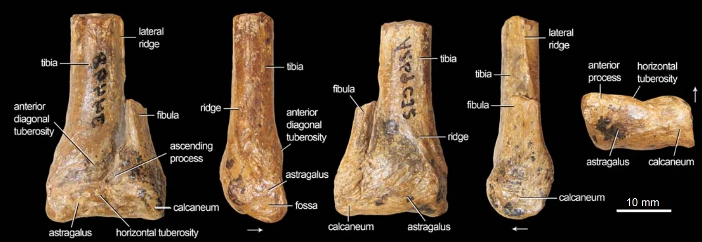 Camposaurus arizonensis