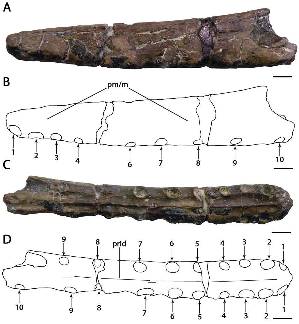 Camposipterus nasutus