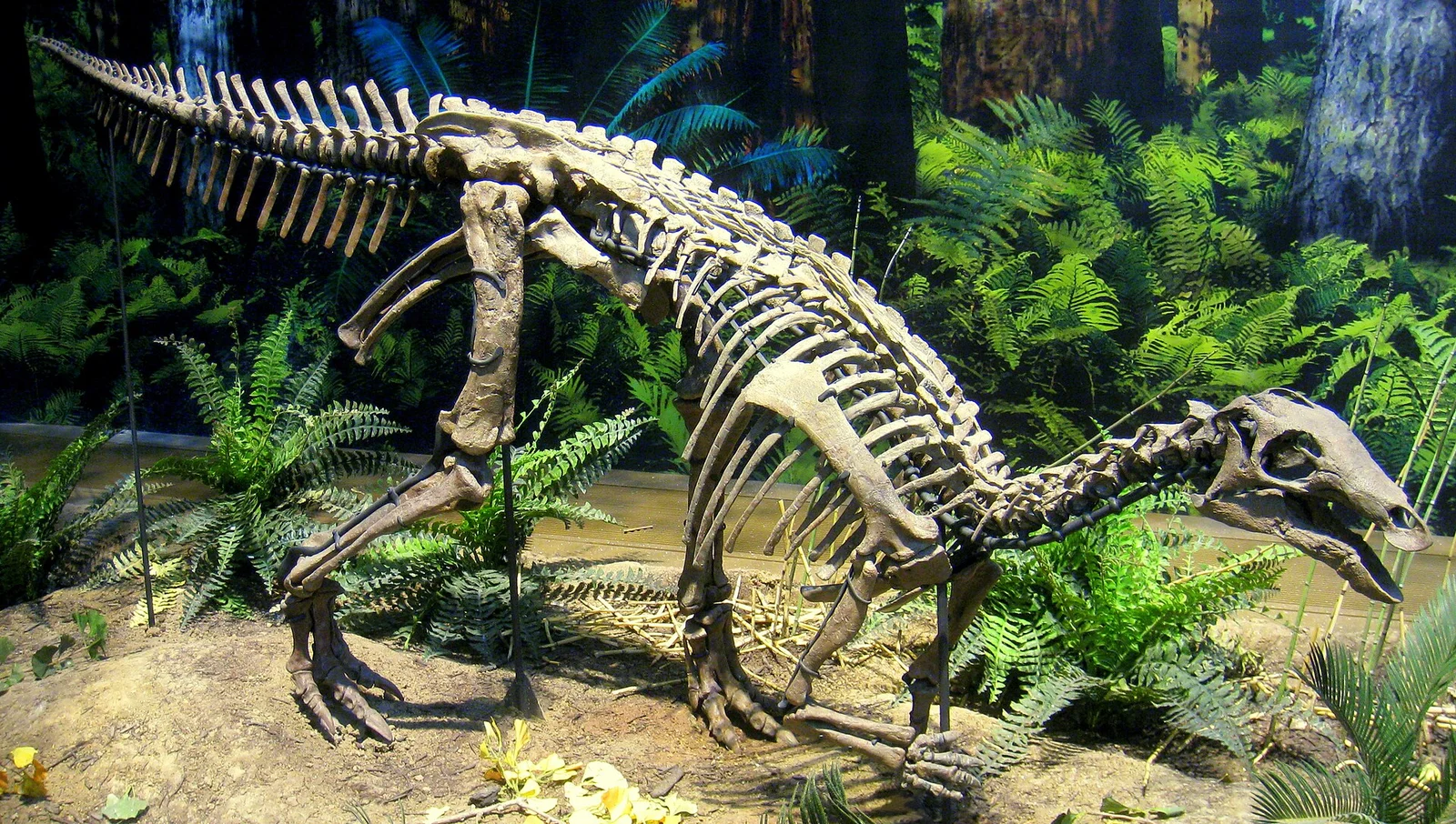 Camptosaurus aphanoecetes