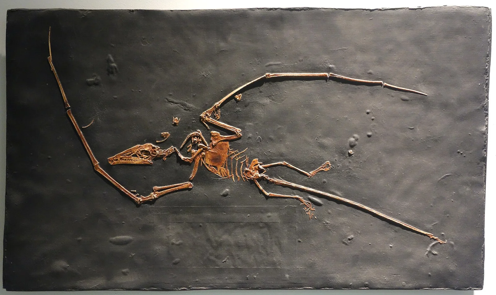Campylognathoides zitteli