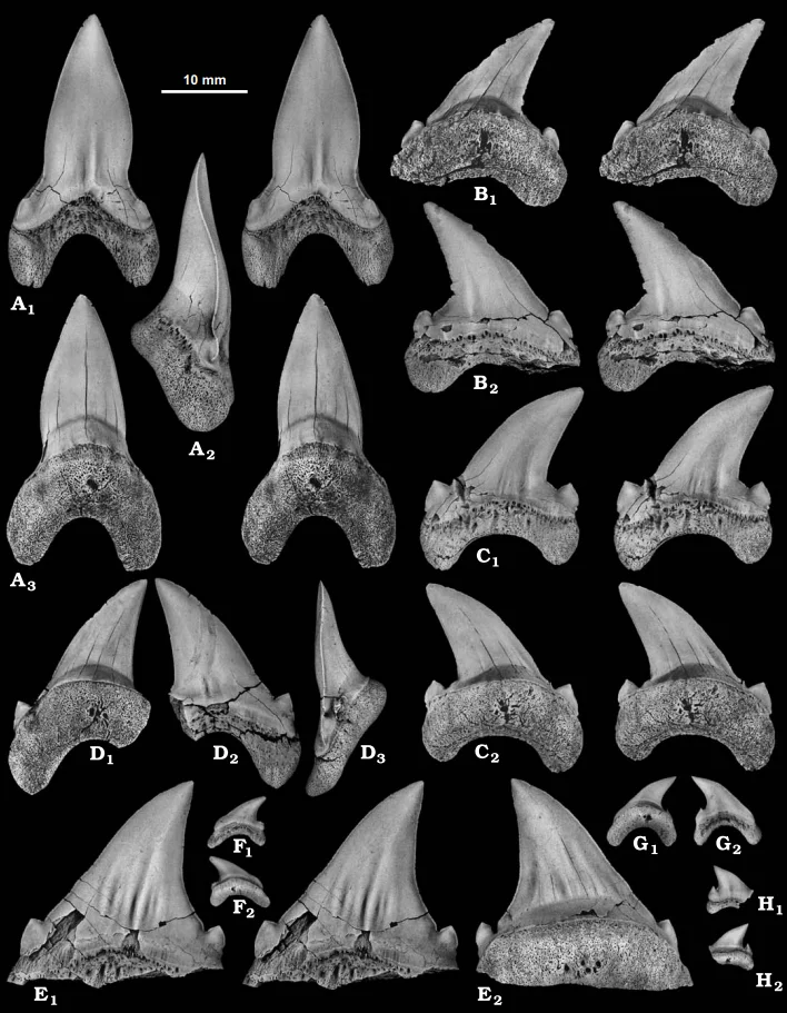 Cardabiodon ricki