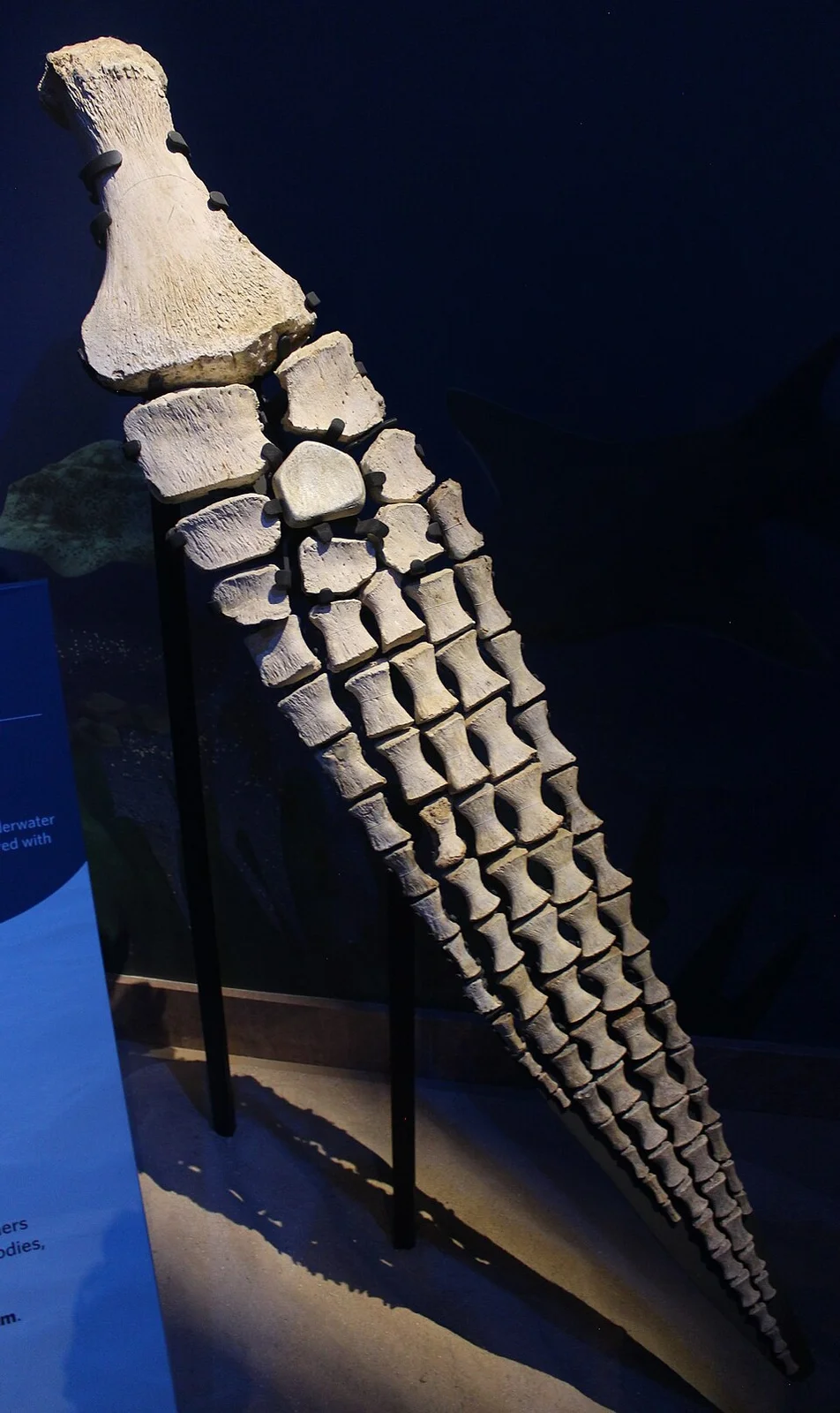 Cardiocorax mukulu