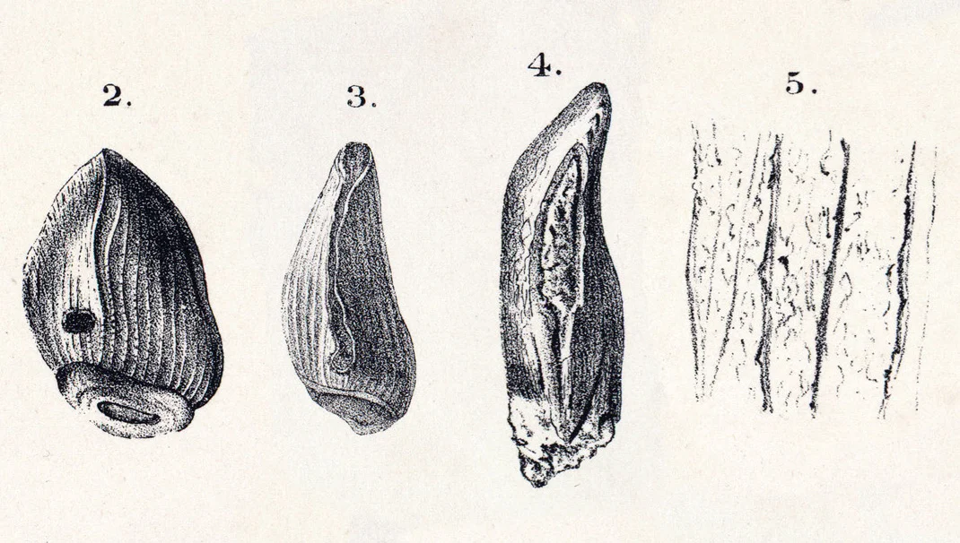 Cardiodon rugulosus