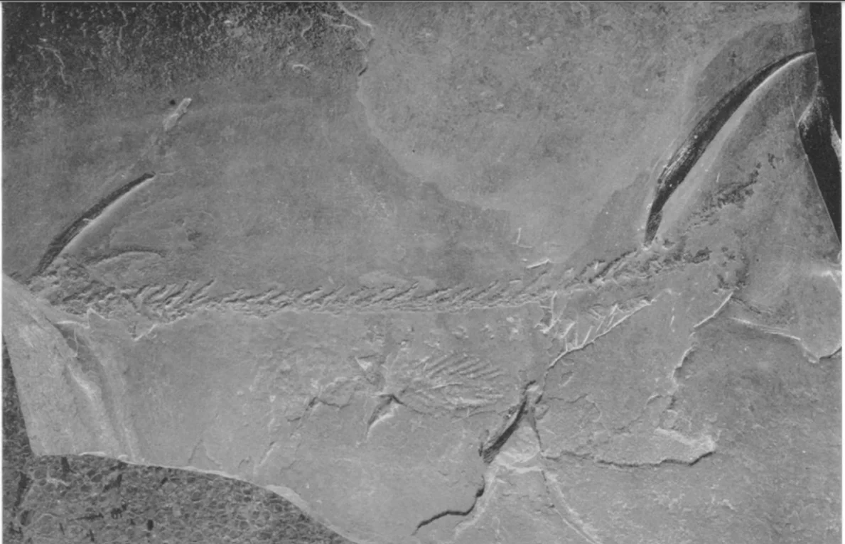 Carinacanthus jepseni