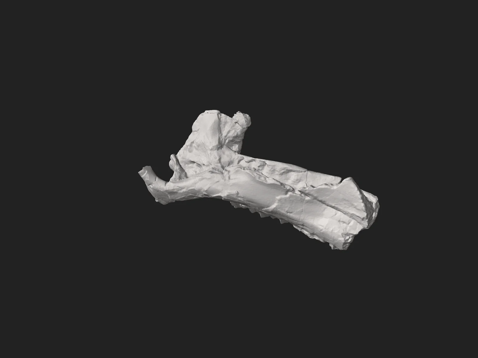 Cariocecus bocagei