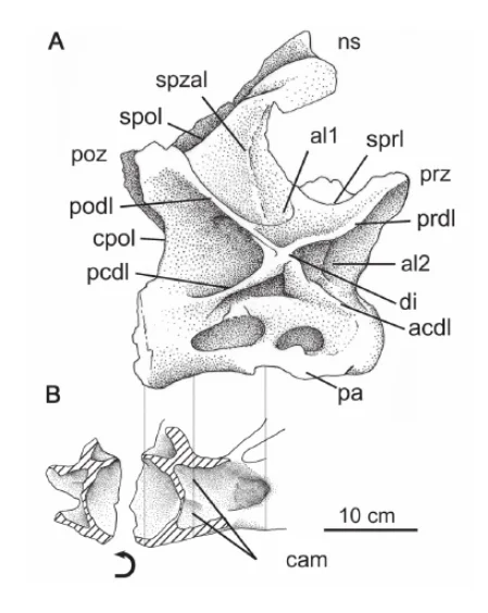 Cathartesaura anaerobica