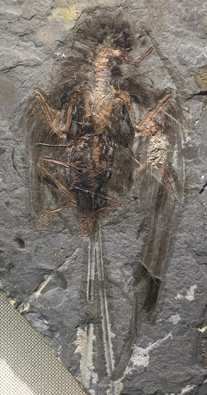 Cathayornis yandica