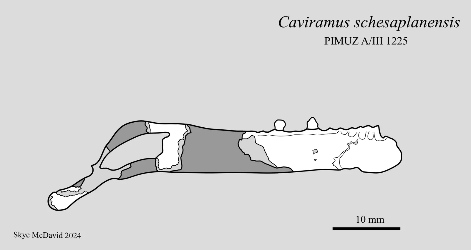Caviramus schesaplanensis