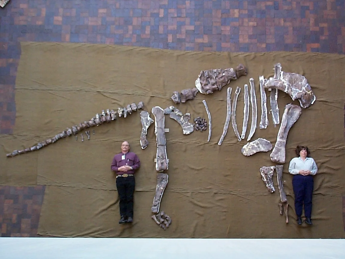Cedarosaurus weiskopfae