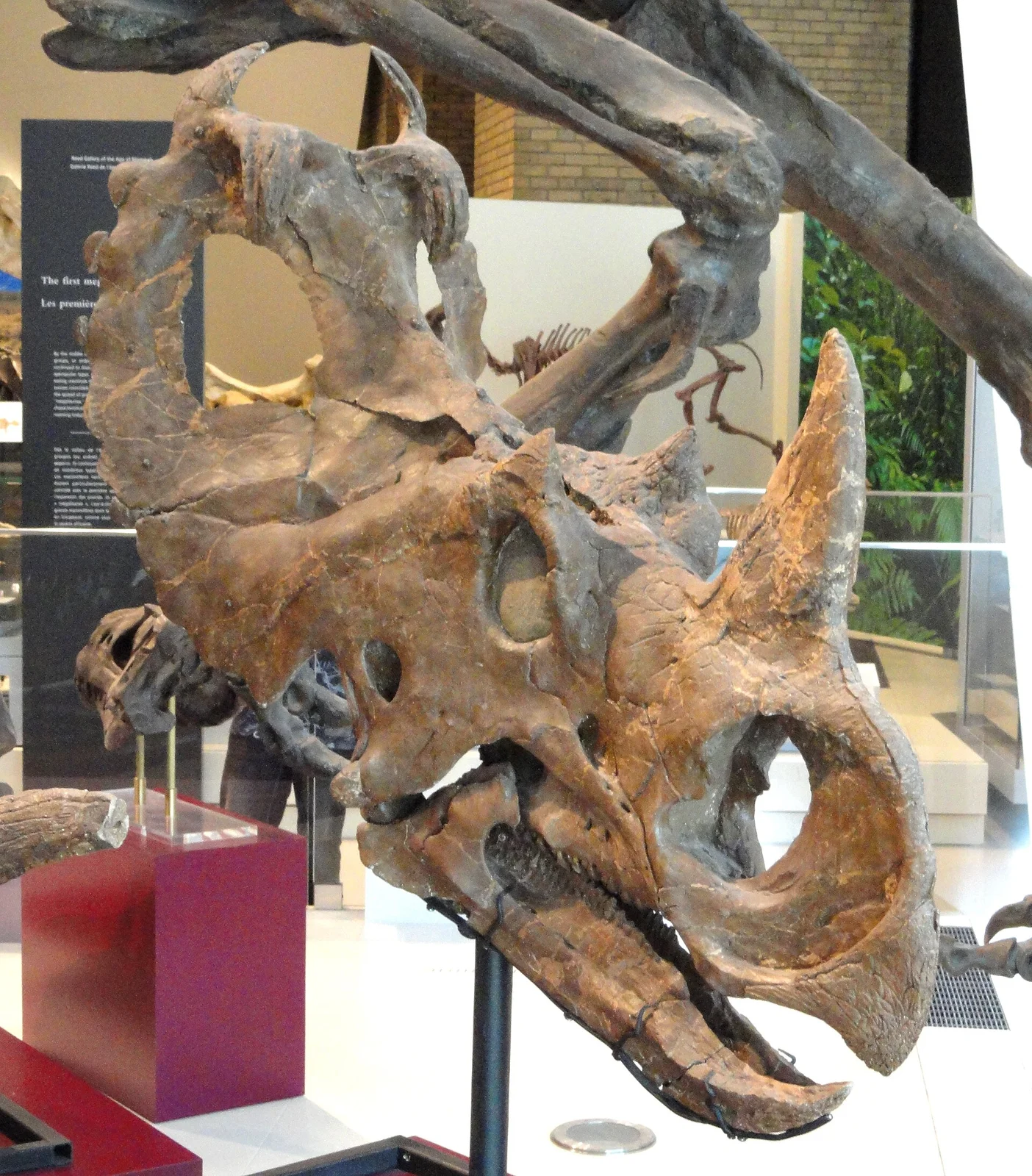 Centrosaurus apertus