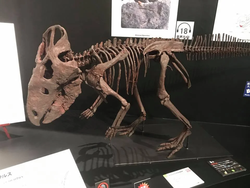 Cerasinops hodgskissi