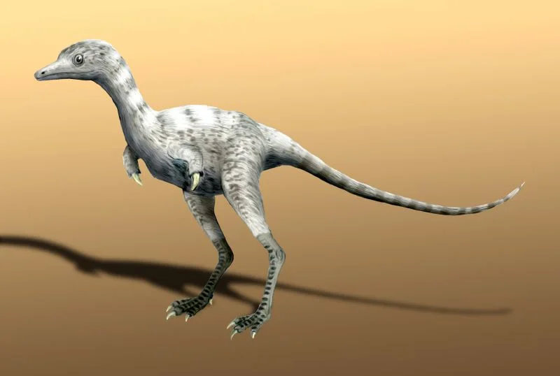 Ceratonykus oculatus