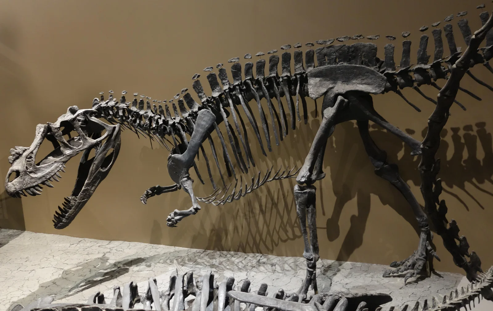 Ceratosaurus nasicornis
