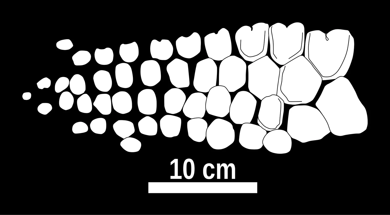 Chacaicosaurus cayi