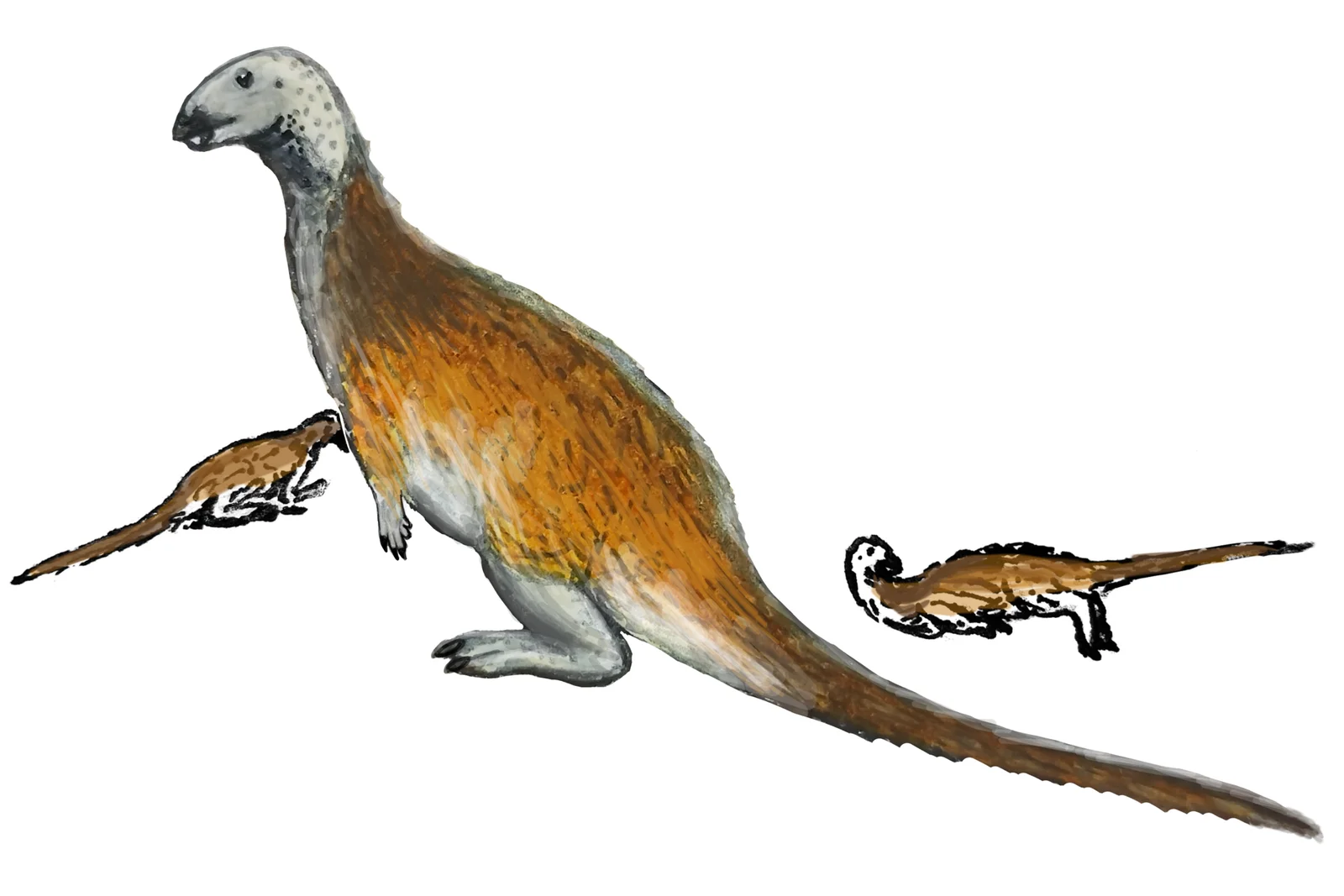 Chakisaurus nekul