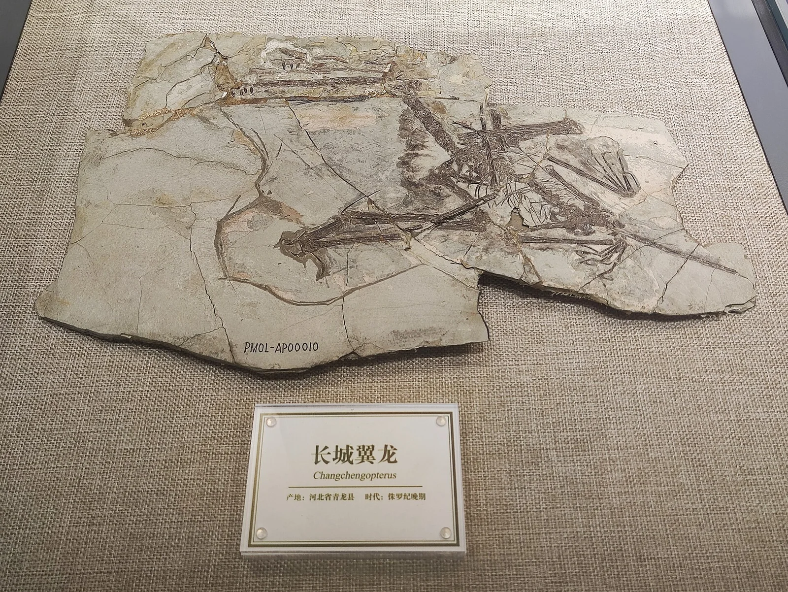 Changchengopterus pani