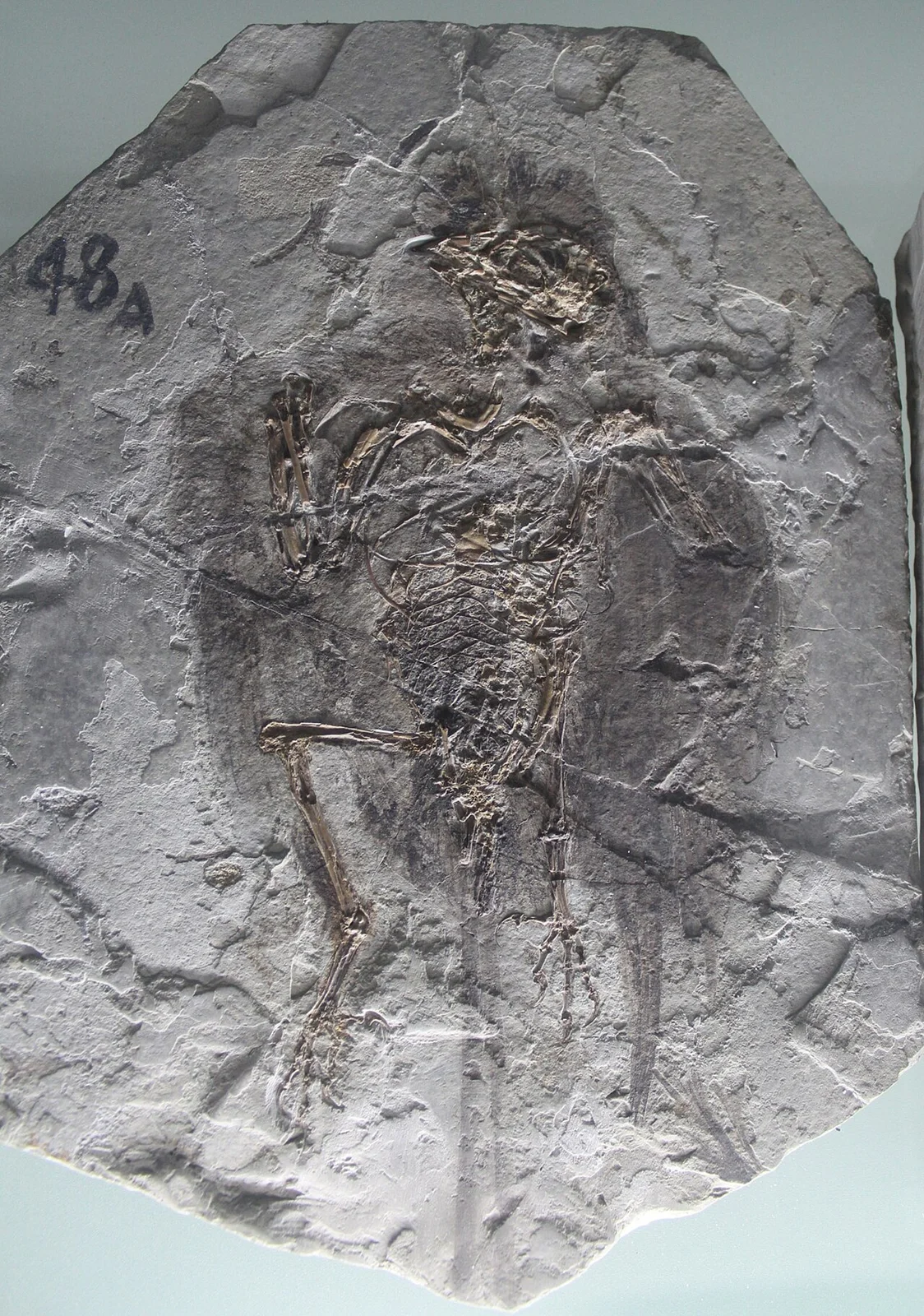 Changchengornis hengdaoziensis