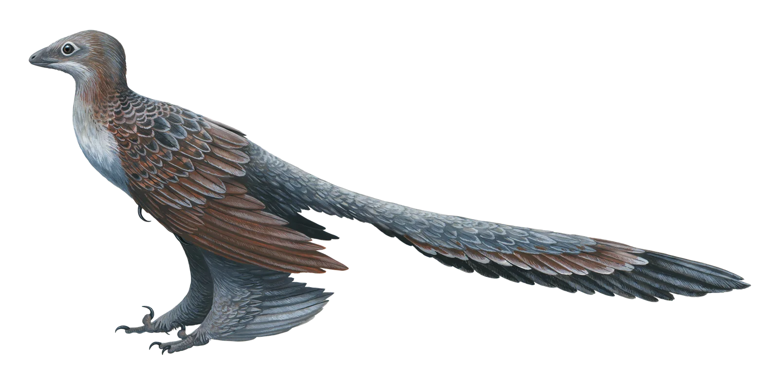 Changyuraptor yangi