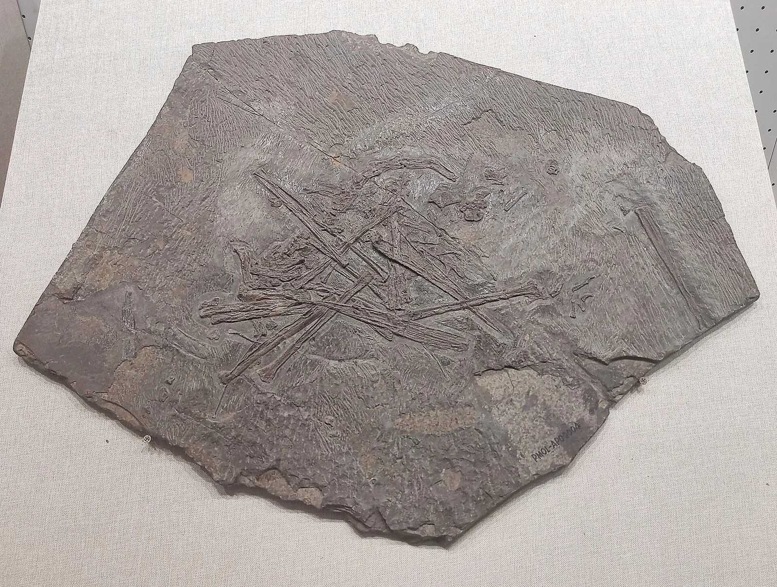 Chaoyangopterus zhangi