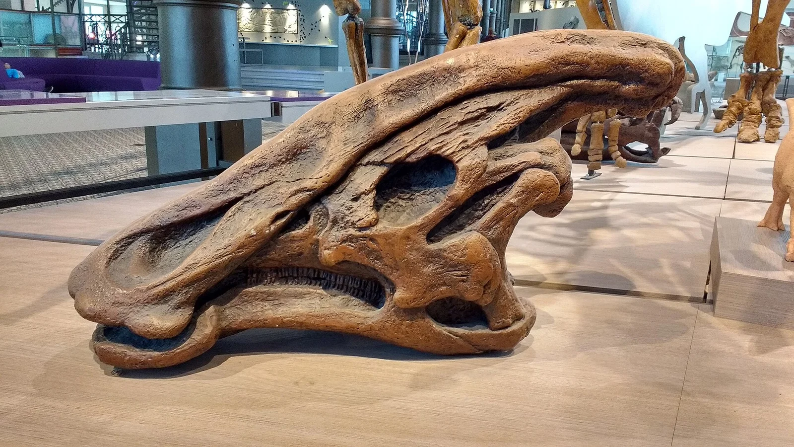 Charonosaurus jiayinensis