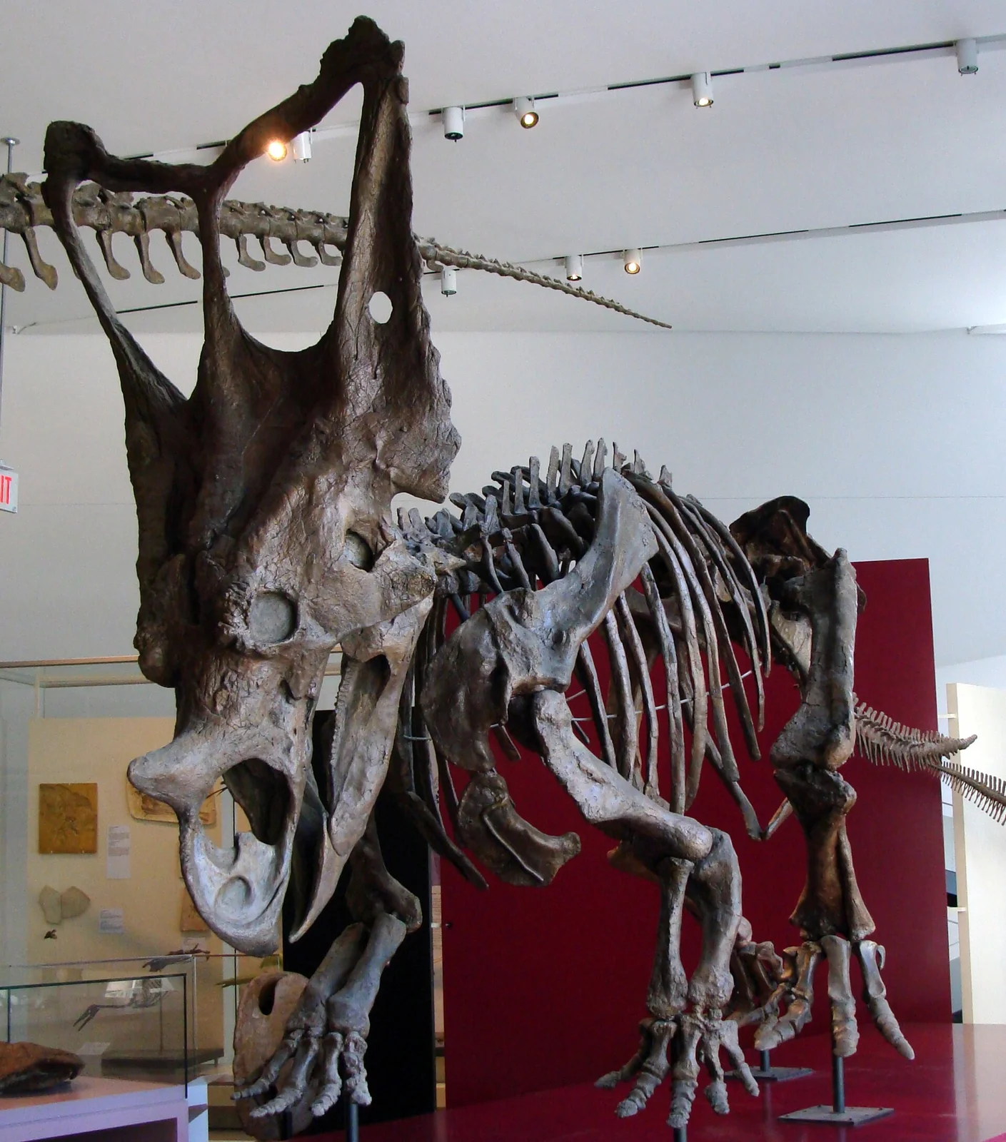 Chasmosaurus belli