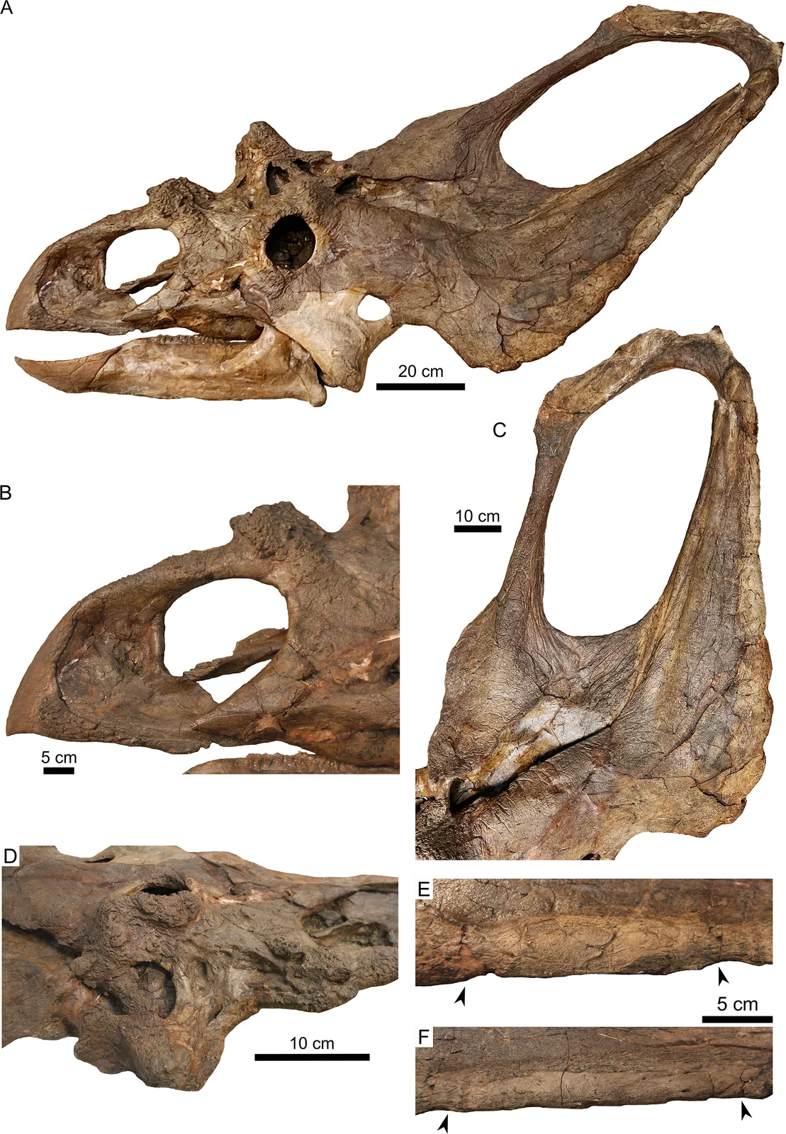 Chasmosaurus russelli