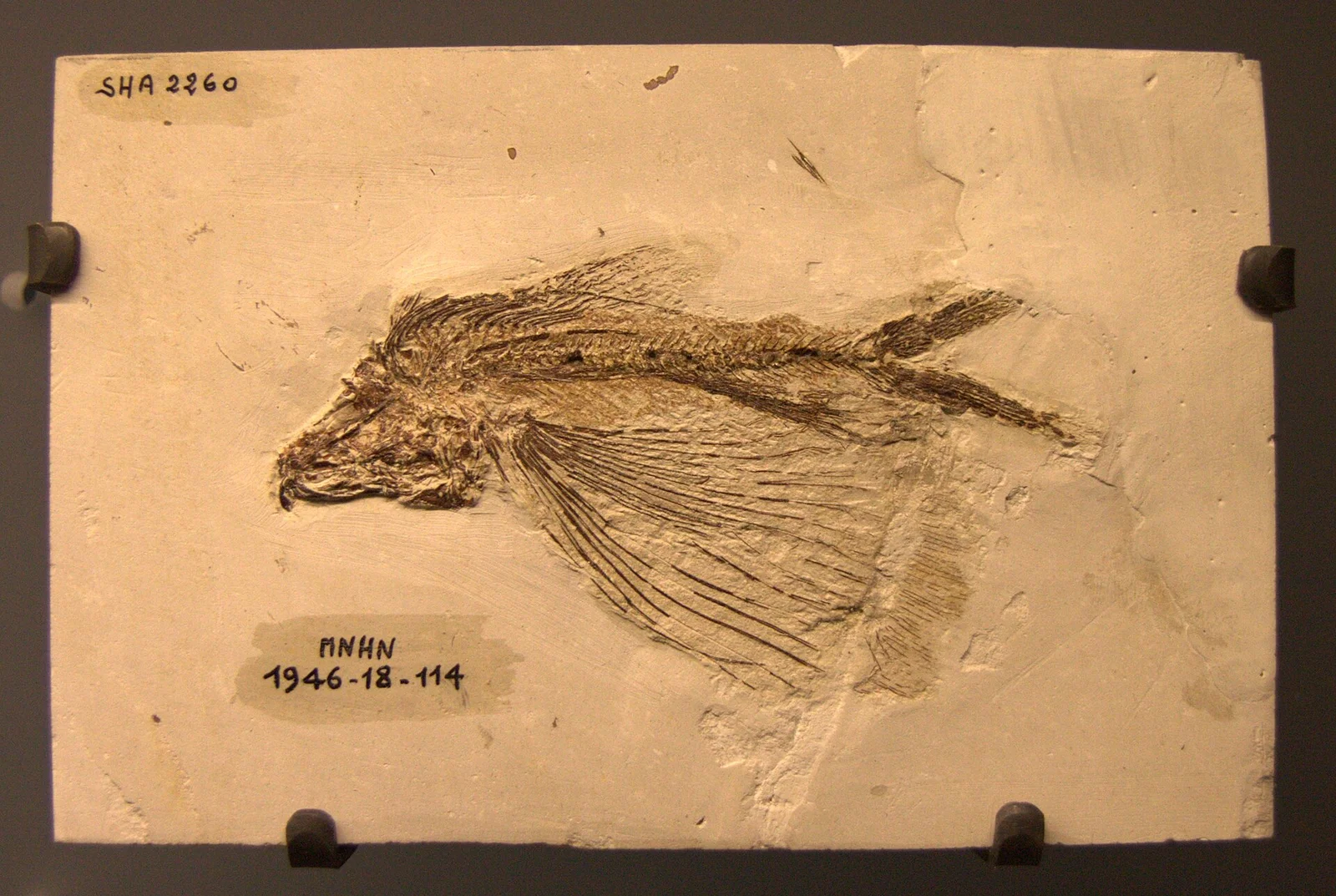 Cheirothrix lewisii