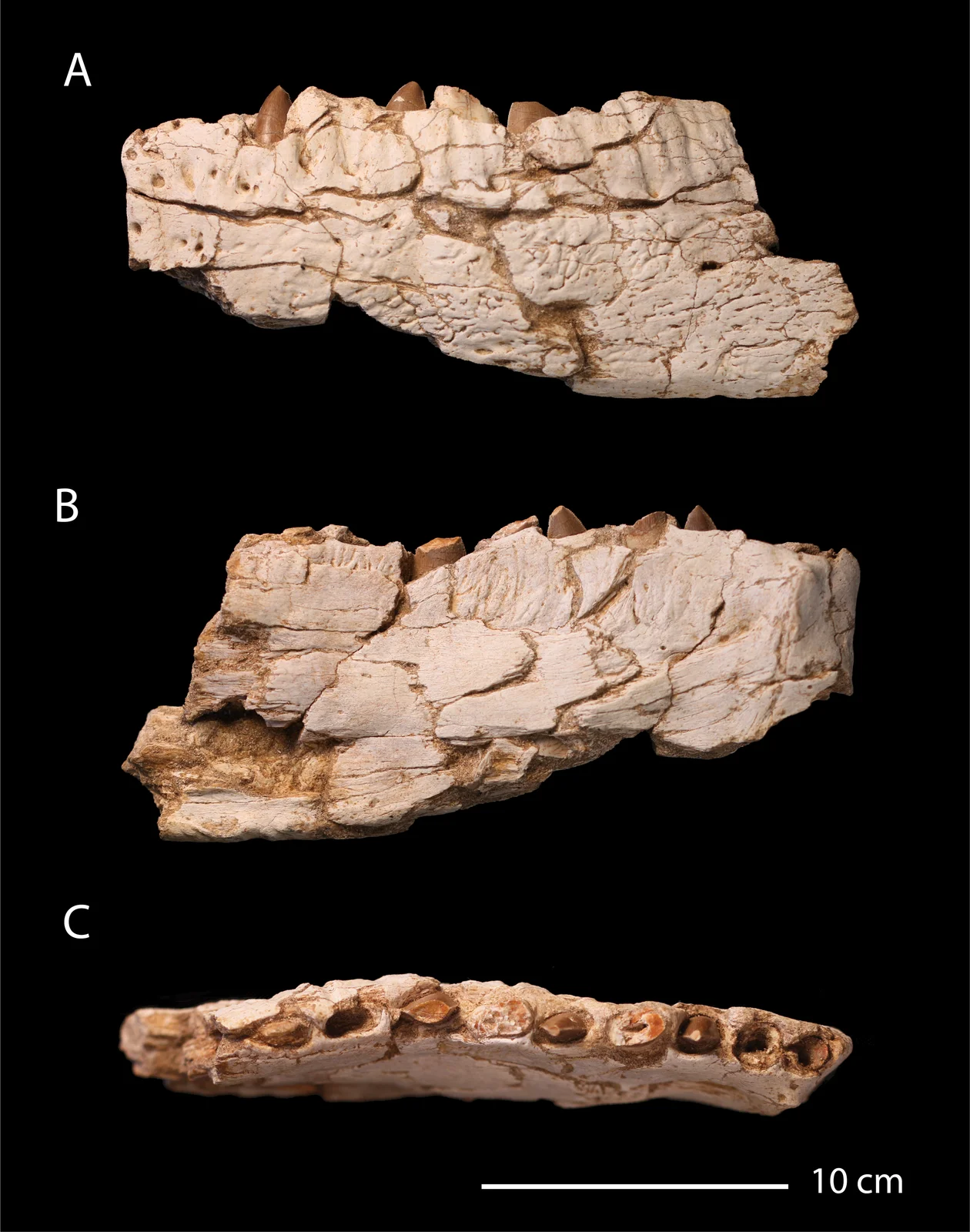 Chenanisaurus barbaricus