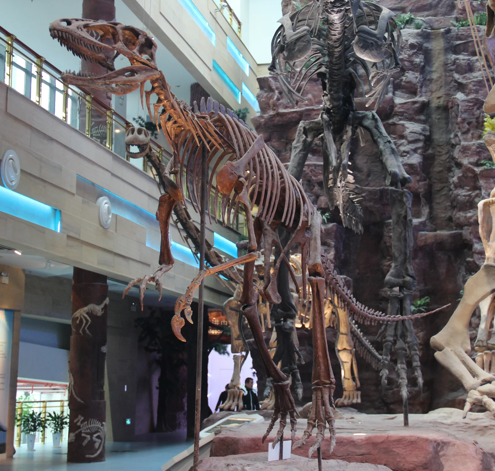 Chilantaisaurus tashuikouensis